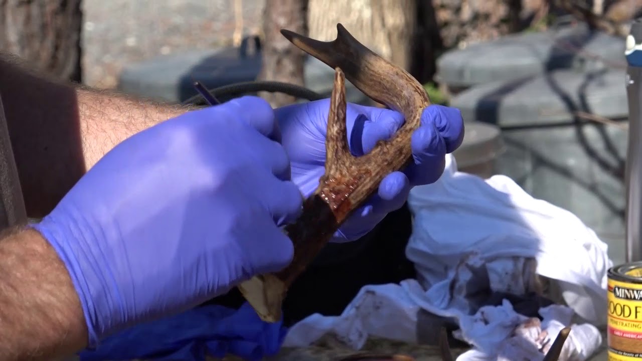 How to stain bleached deer antlers