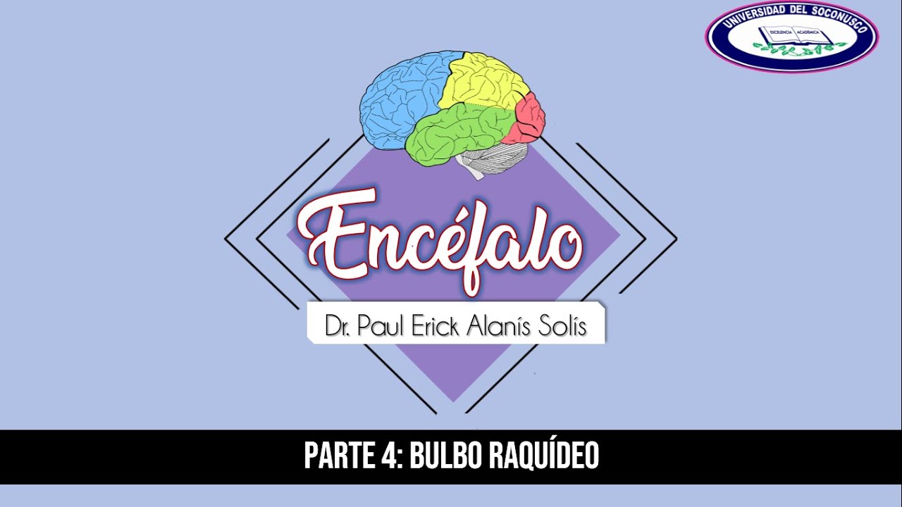 Encéfalo 4 - Bulbo raquídeo