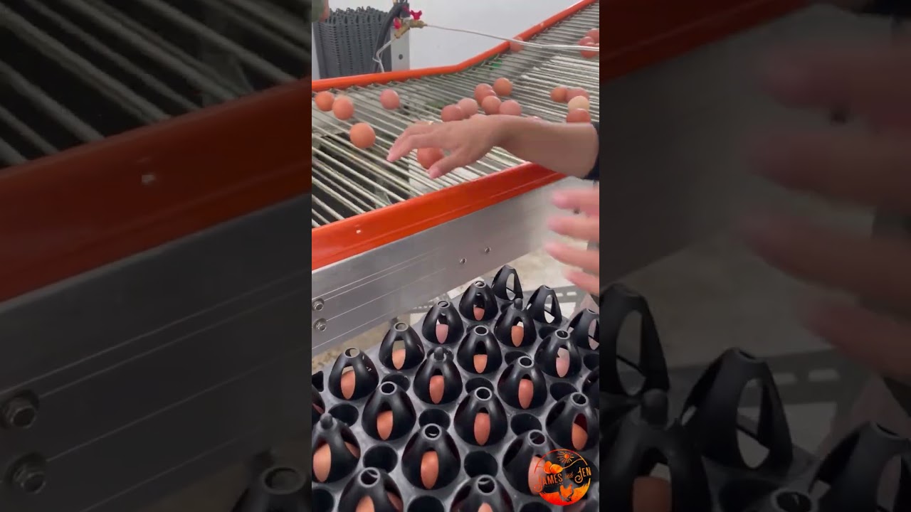 INSIDE THE FARM - James and Jen Fresh Farm Eggs