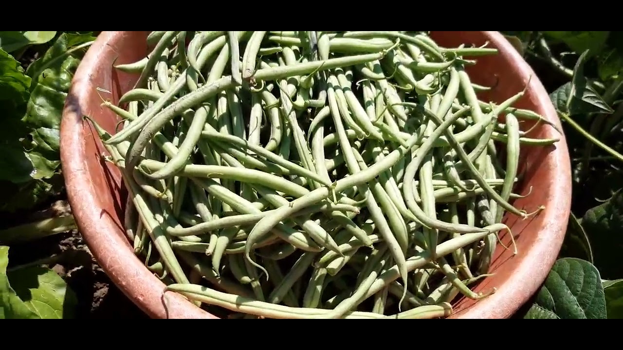 Récolte de haricots