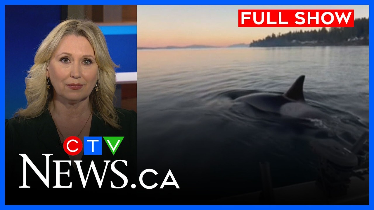 Hunting Orcas encounter family fishing boat | CTV News Vancouver Island full show | Feb 6, 2026
