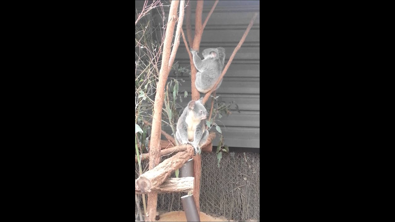koala scratching and fighting
