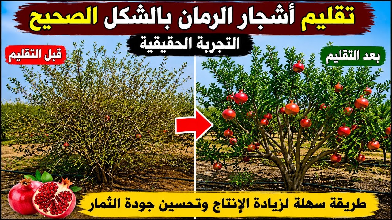 تقليم اشجار الرمان بالشكل الصحيح والتجربة الحقيقية