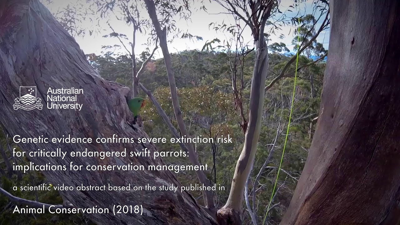 Population Genetics of the Swift Parrot | Video Abstract