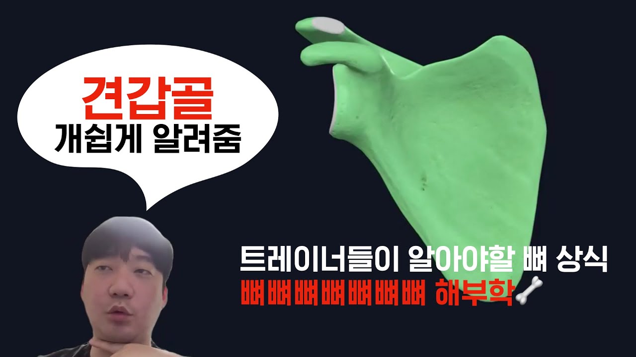 트레이너를 위한 뼈뼈뼈 해부학 1탄🦴 - 견갑골