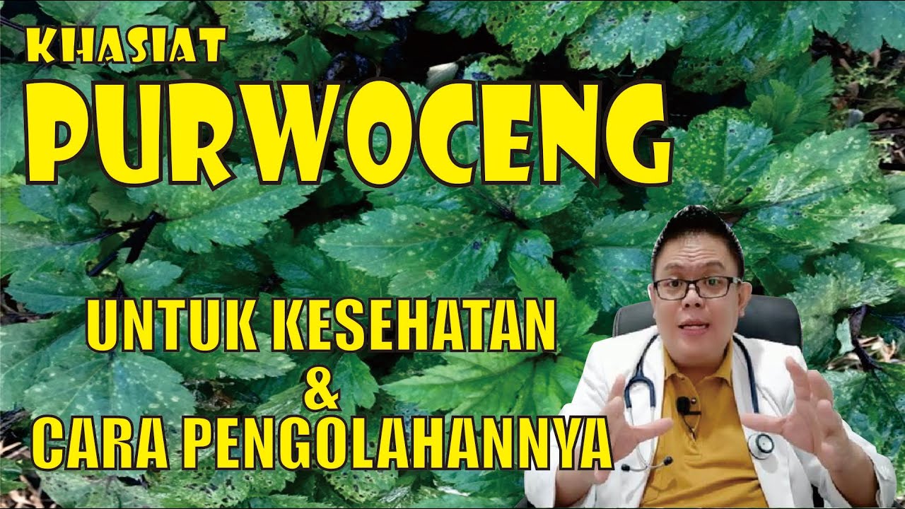 KHASIAT PURWOCENG UNTUK KESEHATAN DAN CARA MENGOLAHNYA