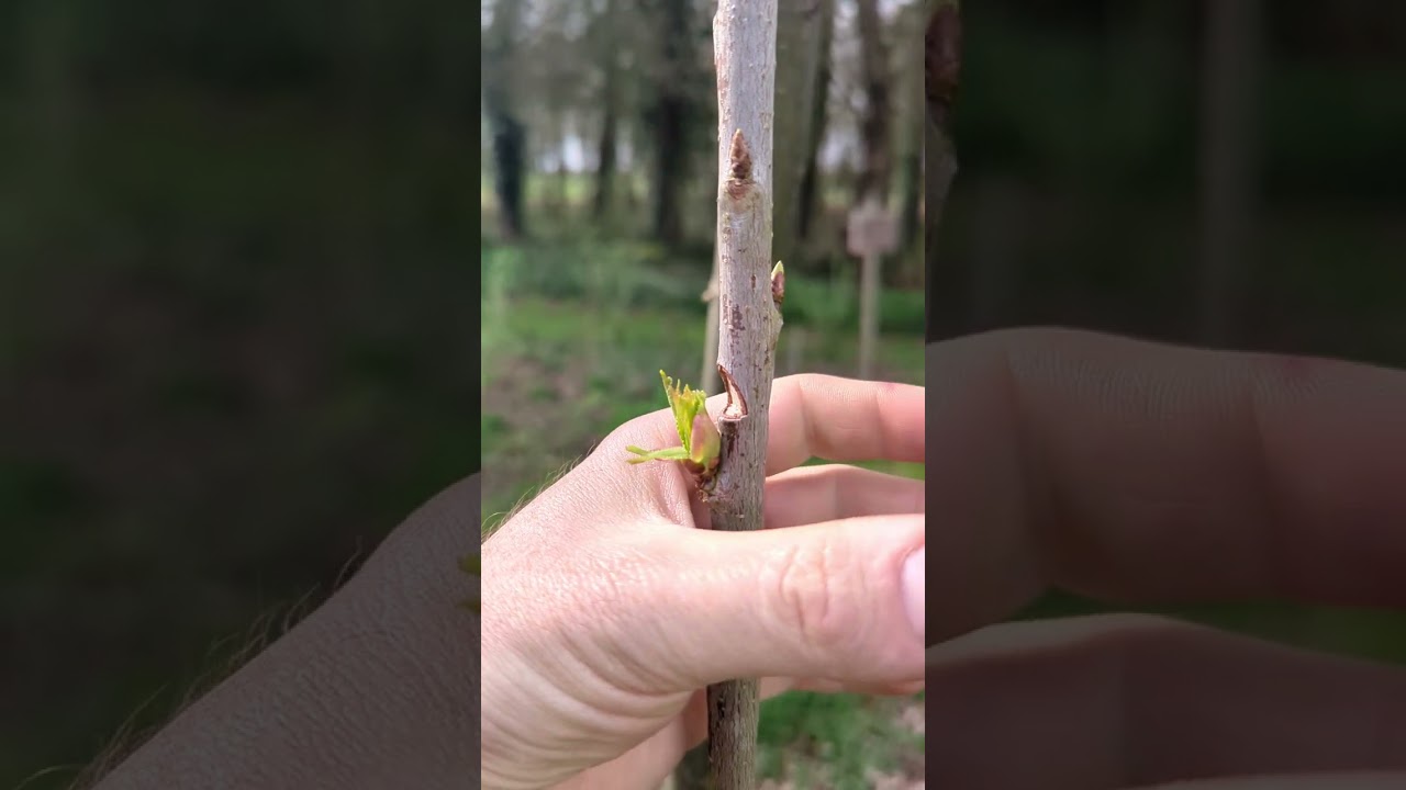 Entailler un cerisier : &ccedil;a MARCHE vraiment ? (R&eacute;sultat bluffant)🍒💥