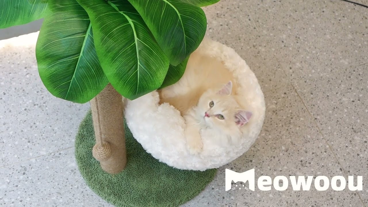 ☁️Meowoou Sisal Scratching Post with a Cloud-White Cozy Bed!