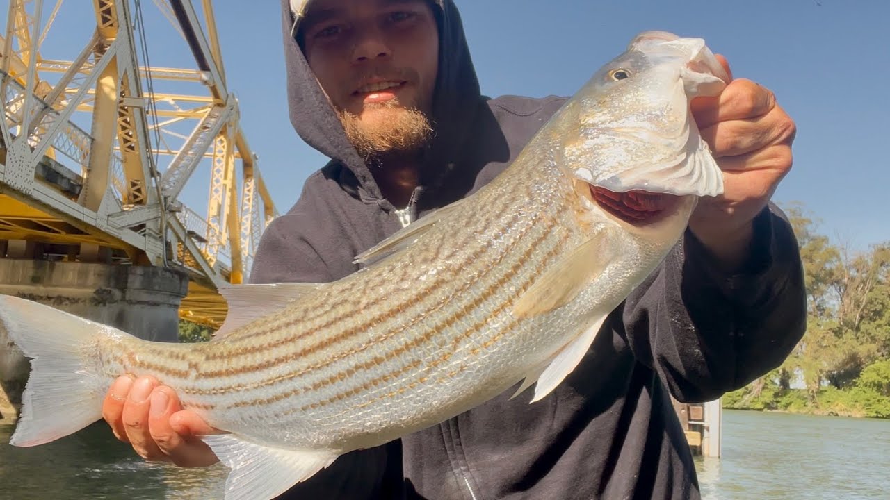 Striper fishing the Sacramento River with huge top water and jerk baits