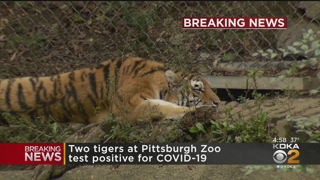 2 Tigers At Pittsburgh Zoo Test Positive For COVID-19