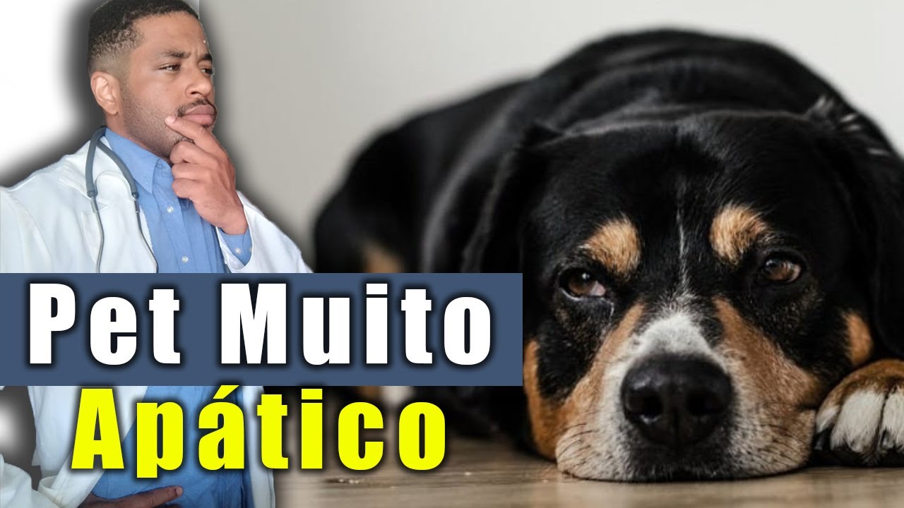 Meu CACHORRO esta TRISTE e QUIETO! O que fazer?