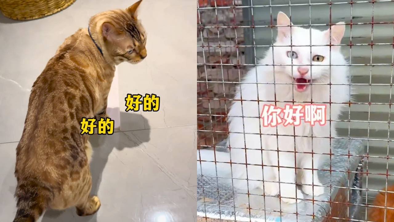 懂事的八條，拿他的糧送給外面的小流浪，沒想到一口答應#貓咪小院 #我和我的貓 #八條