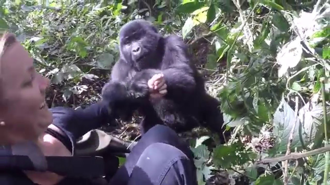 Tracking the Gorillas in Uganda 2015