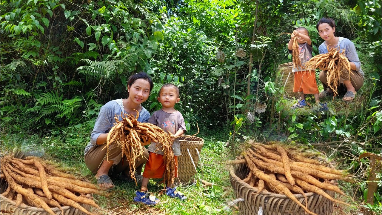 Single mother, 17 years old, Ly Tieu Anh and her mother went to the forest to dig for jade to sell.