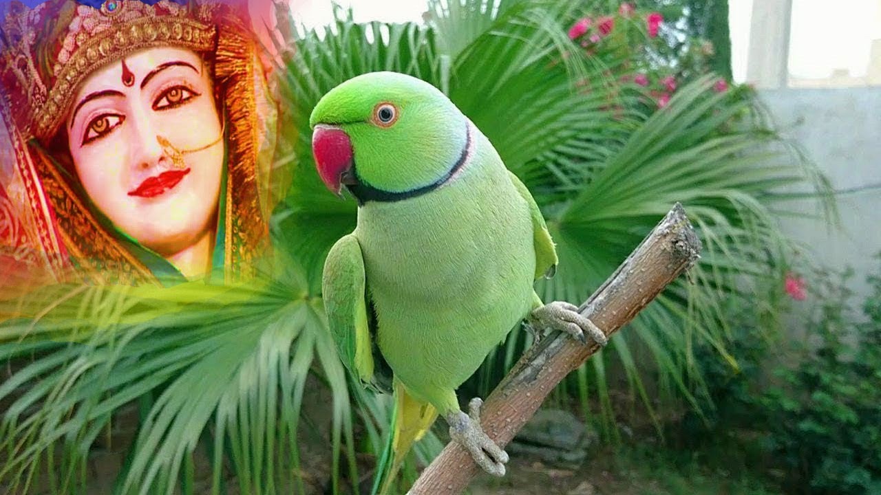 पारंपरिक देवी जस ll सुआ बोले आम की डार,माई धौलागढ़ में ll स्पेशल देवी गीत ll हरिराम भट्ट ll