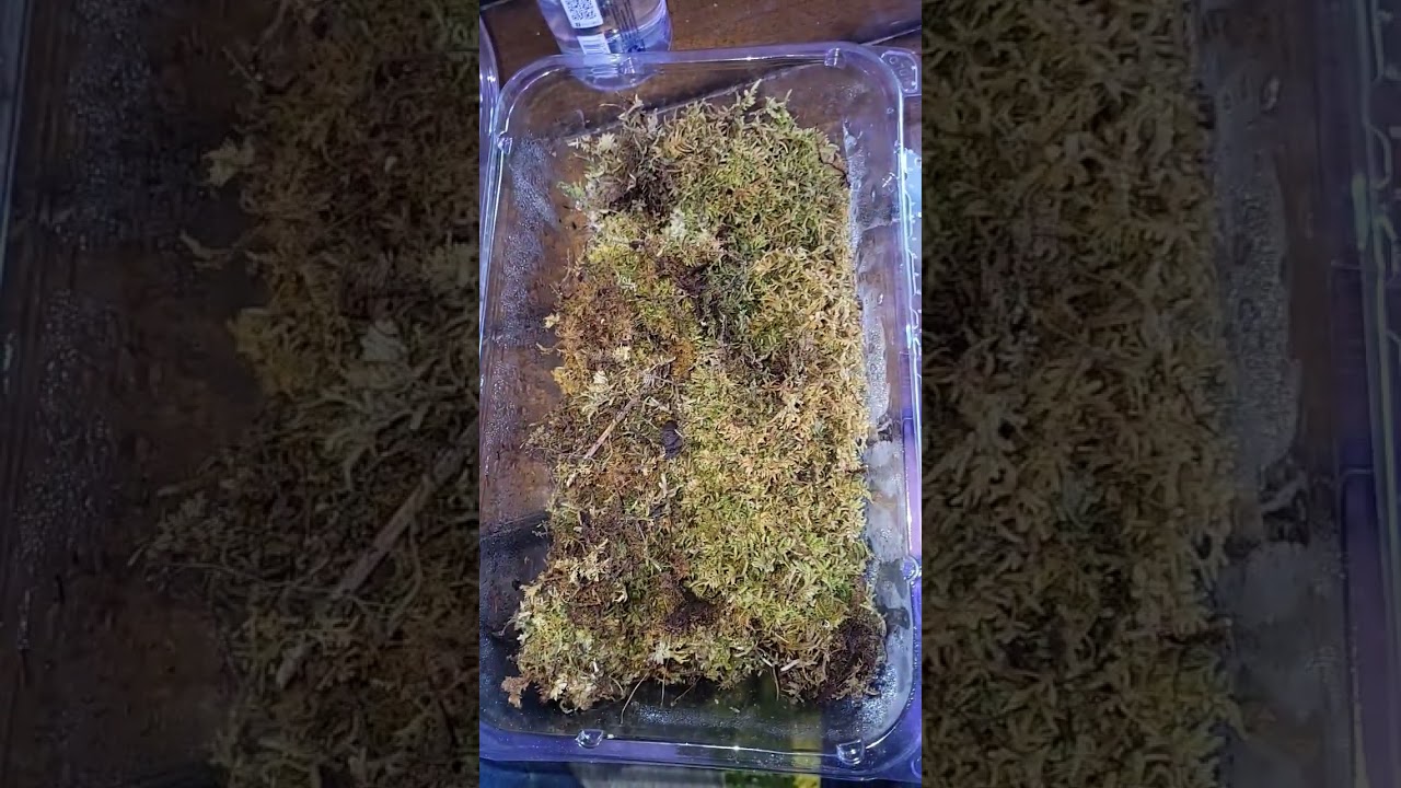 bio dude live moss review!! sheet moss !! there is alot..