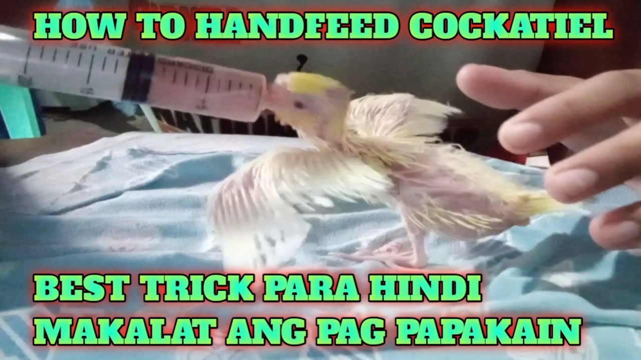 HOW TO HAND FEED COCKATIEL