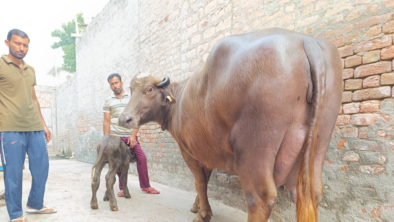 ਕਮਾਲ ਦਾ ਢਾਂਚਾ ਅਤੇ ਰੰਗ ਰੂਪ ਹੈ ਇਹ ਬੂਰੀ ਦਾ ਵੀ, Beautiful Buffalo For Sale