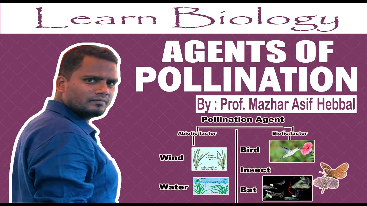 Agents of pollination. By- Prof. Mazhar Asif Hebbal.