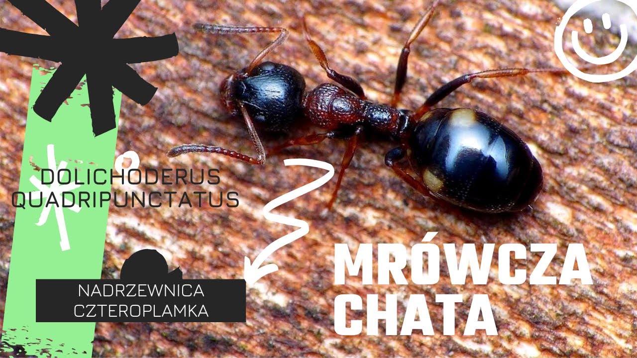 Nowa królowa w Mrówczej Chacie 🐜 Dolichoderus quadripunctatus – start hodowli