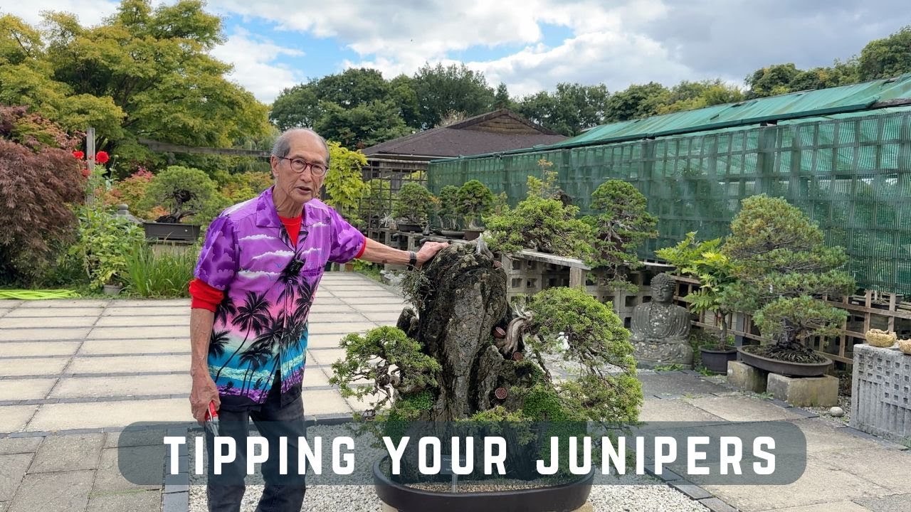 Tipping Your Junipers