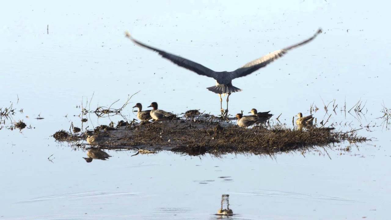 A Great Blue Heron Takes Flight