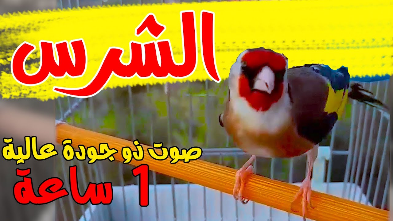 الحسون  الشرس الذي يبحث عنه الملايين