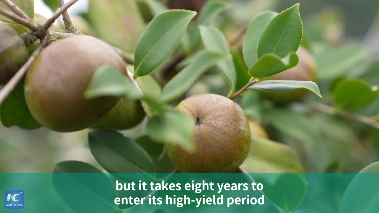 Tea-oil camellia cultivation sprouts rich rewards for farmers in SW China