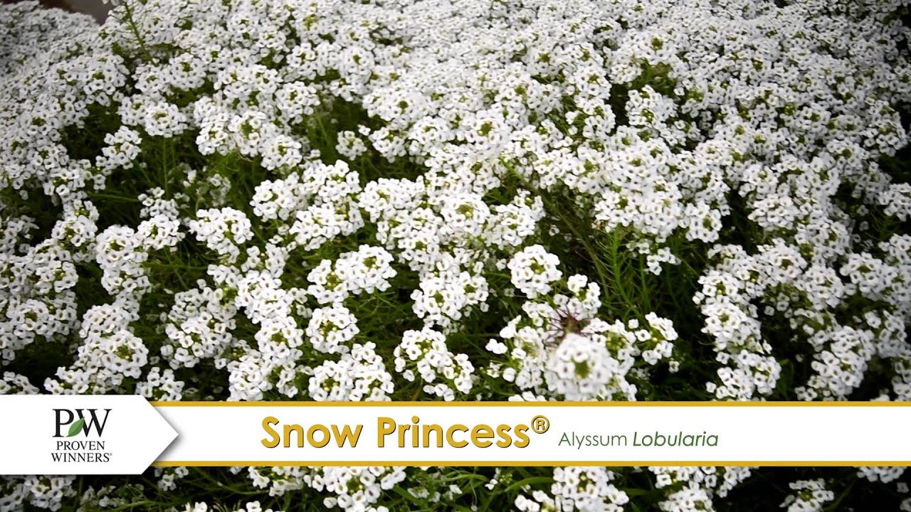 Snow Princess® Lobularia | A P. Allen Smith Proven Winners® Favorite