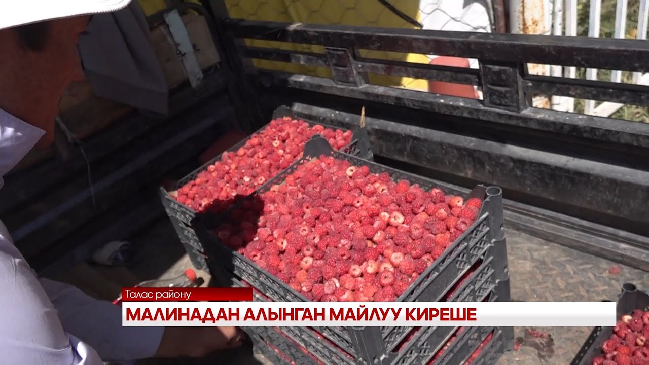МАЛИНАДАН АЛЫНГАН МАЙЛУУ КИРЕШЕ