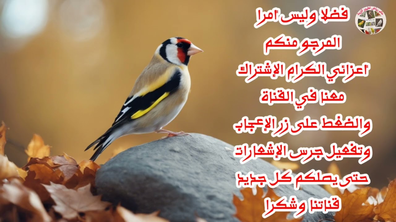5 ساعات كاملة لتعليم الحسون أفضل تغريد بدون أخطاء
