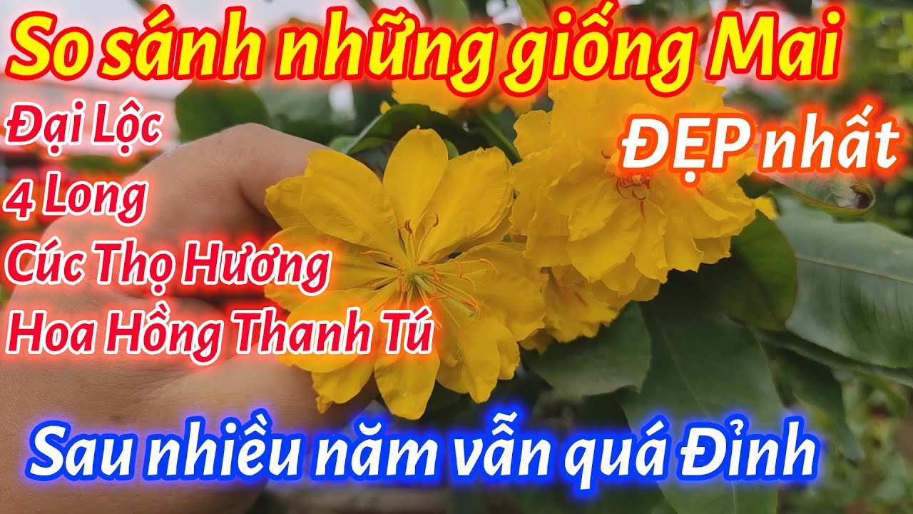 So sánh 4 loại mai giống Hot nhất hiện nay, cúc thọ hương, hoa hồng thanh tú, giống mai tốt nhất