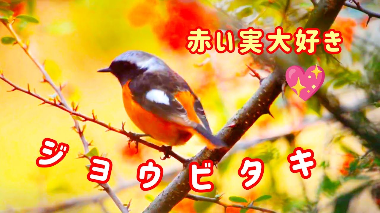 広島市植物公園【❺癒しの花🌸/鳥🐦️】園内春探しの散策をしました😀出会った花々💐北国に旅立つジョウビタキ🐦の愛おしい姿を是非ご覧ください🙏