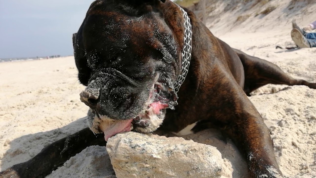 Oskar the funny boxer dog licking BIG rock with his long tongue on the Sand beach