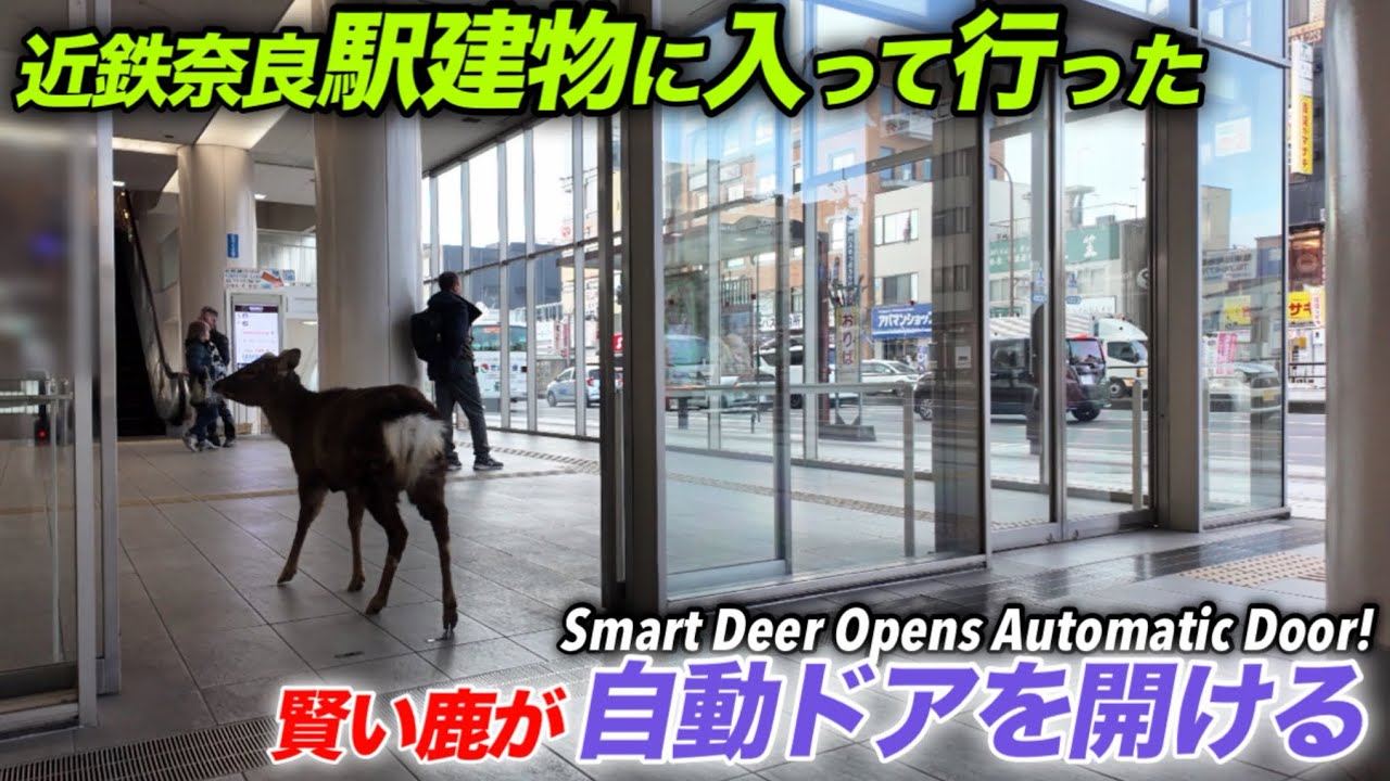 近鉄奈良駅建物に入って行った　賢い鹿が自動ドアを開けた