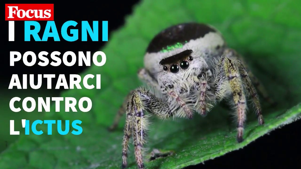 Dal veleno dei ragni una protezione contro i danni dell'ictus