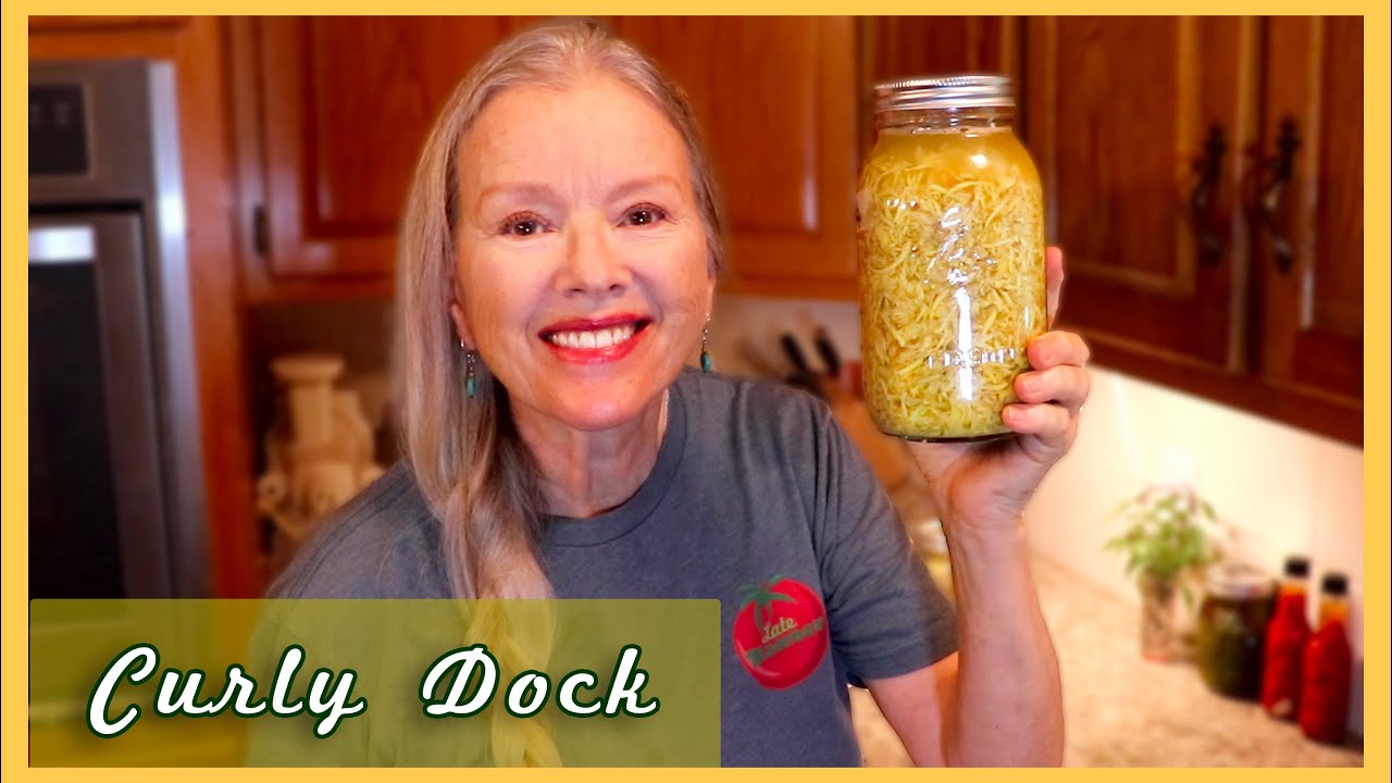 Harvesting & Making CURLY DOCK Tincture for detox | Medicinal Plant