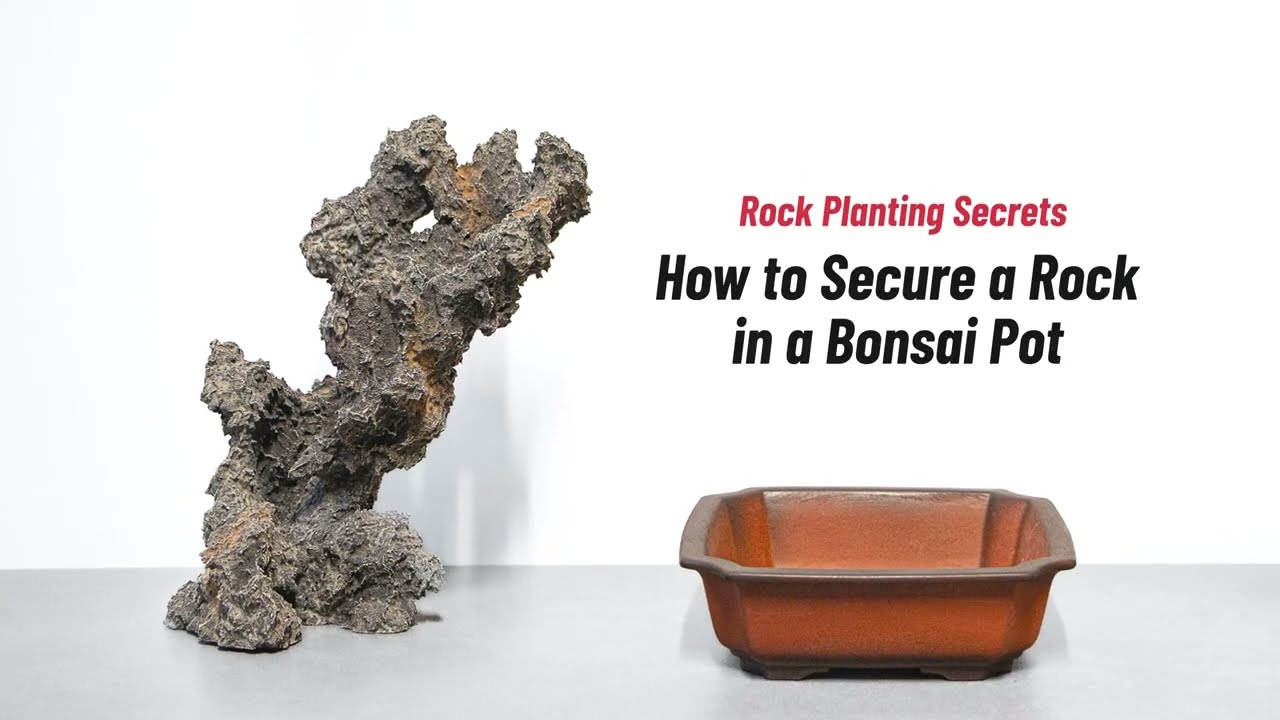 Rock Planting Secrets - How to Secure a Rock in a Bonsai Pot
