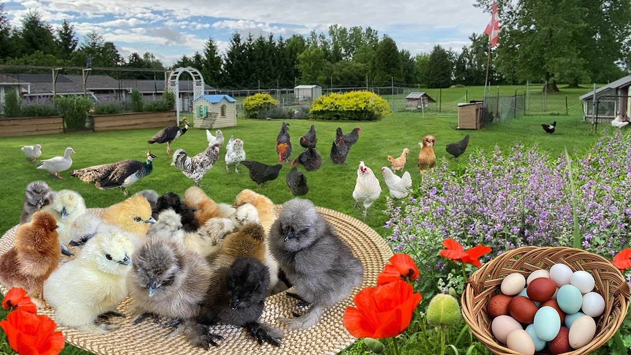 Organic Poultry Farming: Ultimate Chick Care, Tips on Selling Chicks & Hatching Egg, Collect Eggs