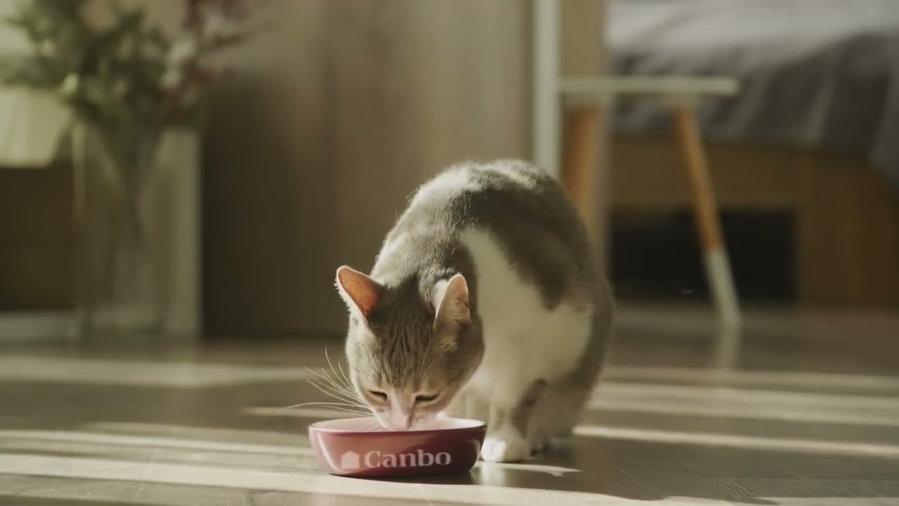 Nuevas presentaciones - Canbo Cat Food