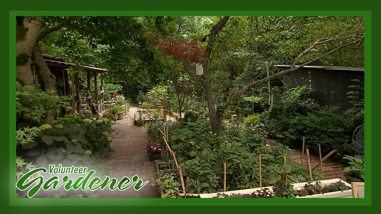 Creating a Private, Secluded Backyard | Volunteer Gardener