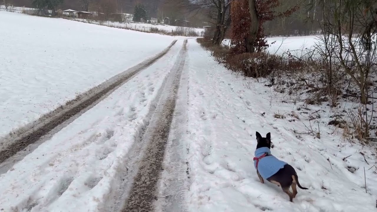 Dodo love snow.🥰..#dog 