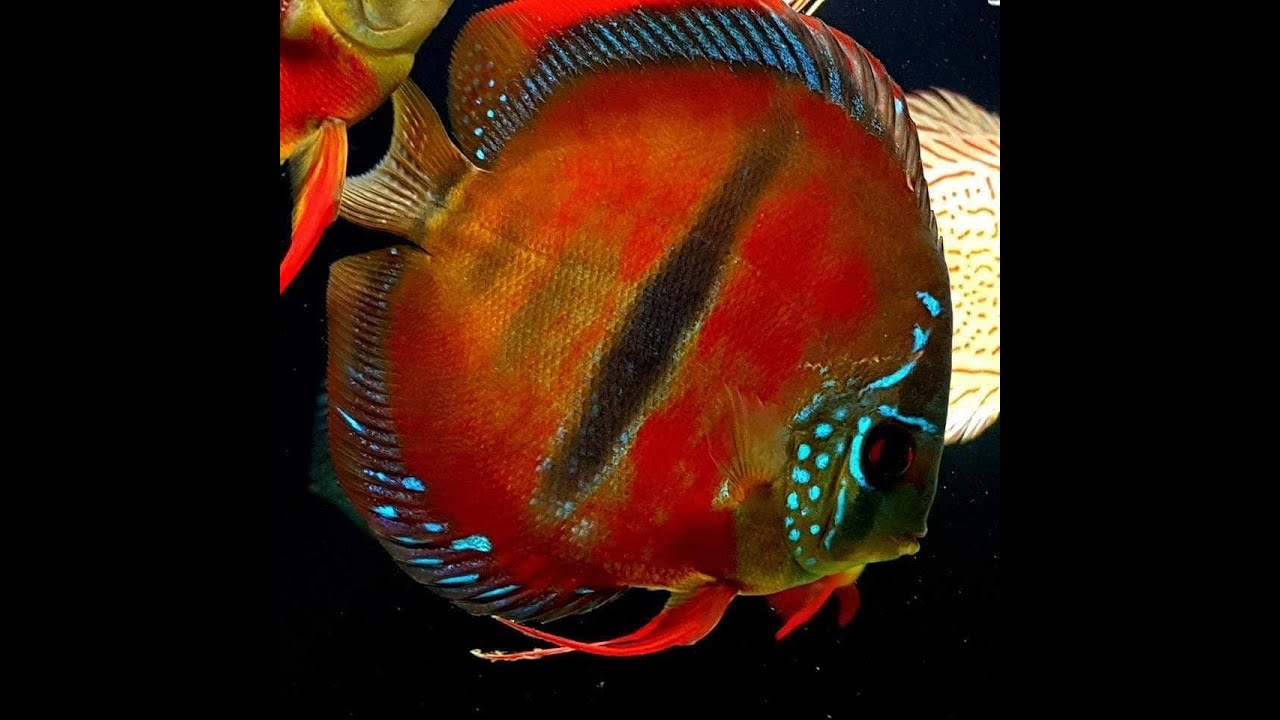 DISCUS STRAINS:  A basic overview I DISCUS DIVANA