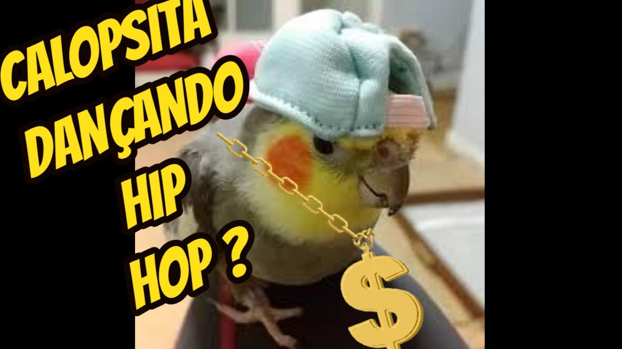 Calopsita dan&ccedil;ando HIP  HOP (Cockatiel dancing hip hop) Calopsita dan&ccedil;ando