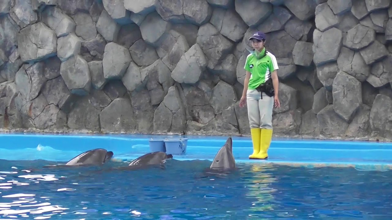 名古屋港水族館 イルカパフォーマンス FULL