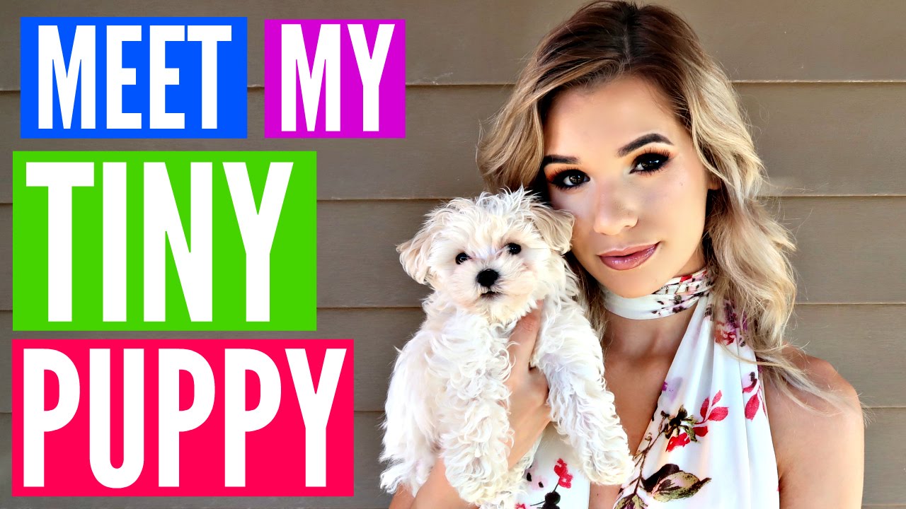 Meet My TINY TEACUP Puppy! (SO DARN CUTE) | Sylvia Gani