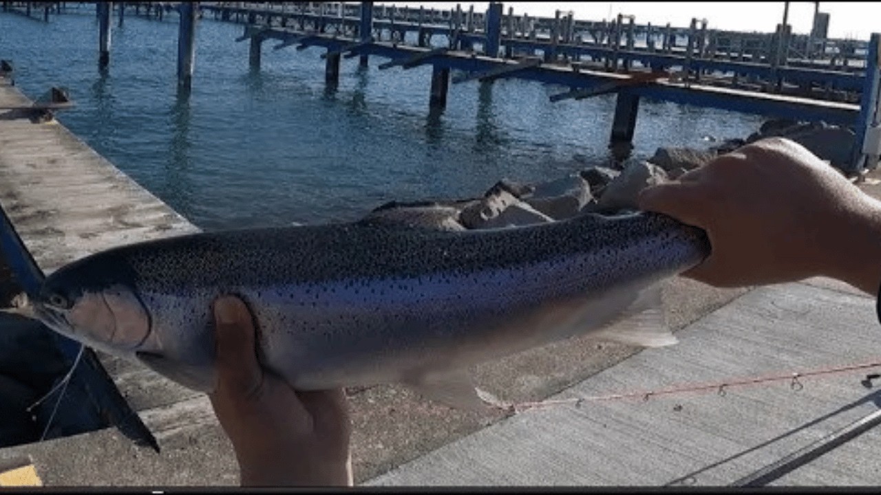 Michigan Fall 2023 Steelhead Fishing!
