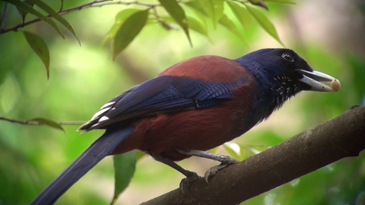 ルリカケス（1）鳴き声（奄美大島） - Amami jay / Lidth's jay - Wild Bird - 野鳥 動画図鑑