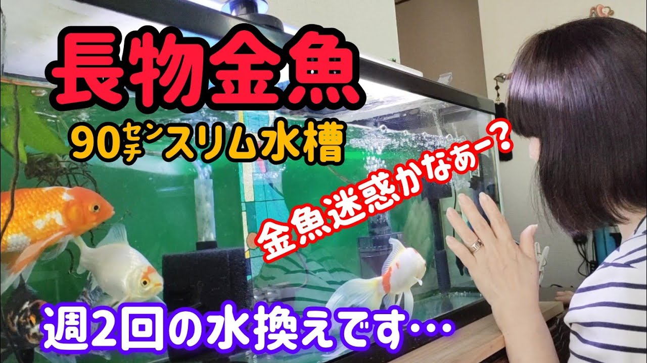 [金魚]　90㌢スリム水槽 長物金魚　休みの前の日　夜に水換え…　金魚達迷惑かなぁー？　#goidfish