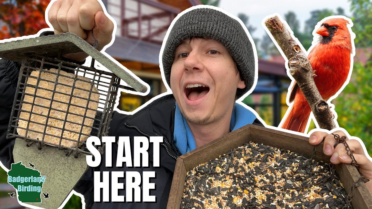 Bird Feeding 101: The ULTIMATE Beginner's Guide to Backyard Bird Feeding